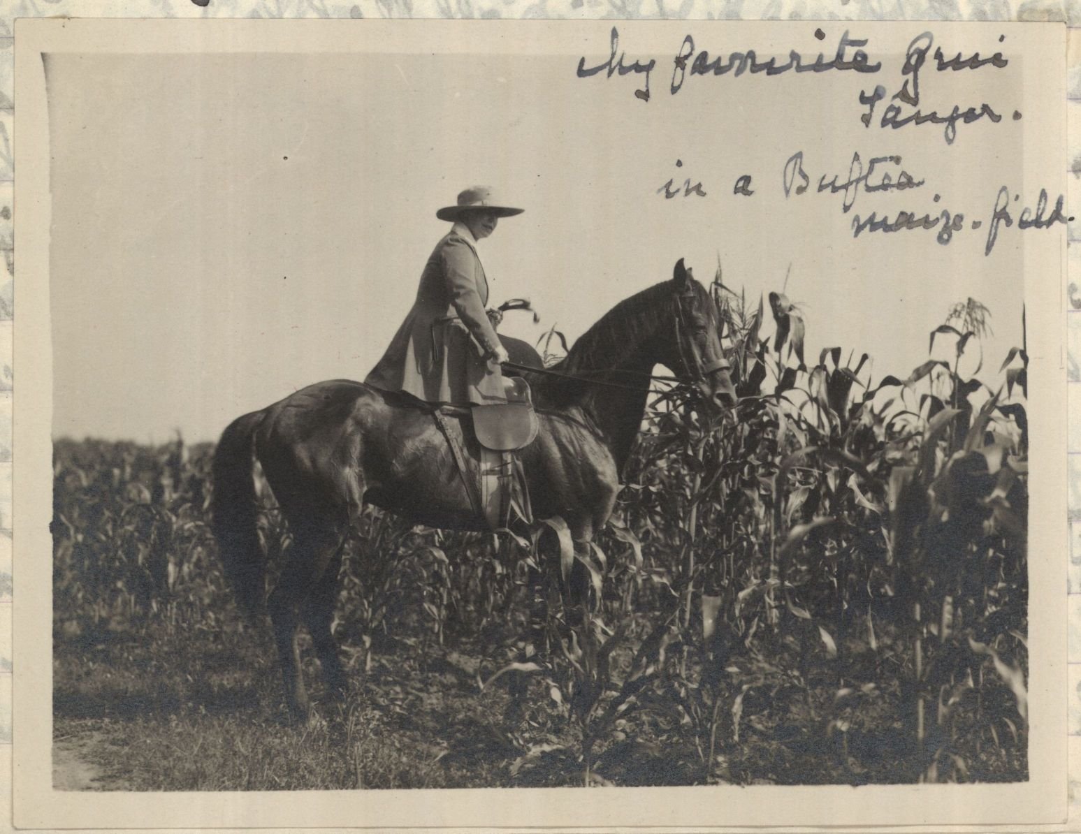 Queen Mary of Romania and her favourite horse during the WWI, Grui Sânger (the name is related to a Romanian legend which involves a wild tree – Sânger – which, according to the legend, was used to craft Jesus cross. There are also other stories about it and all involves the ideea of an wild tree growing of the pain of people). This horse was for 12 years Queen’s favourite, even more, her beloved partner. She described him a lot in her personal journal and valued their bound (BU-FD-00307-10-3-118_103)