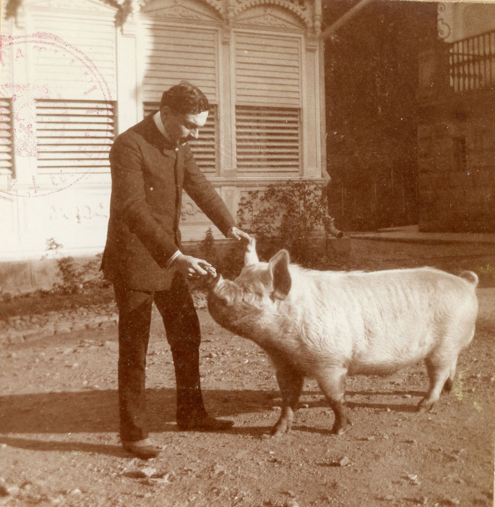 Prince Barbu Știrbey feeding a pig (and enjoying himself) at Arcuș castle. BU-FD-01073-6-00090-112