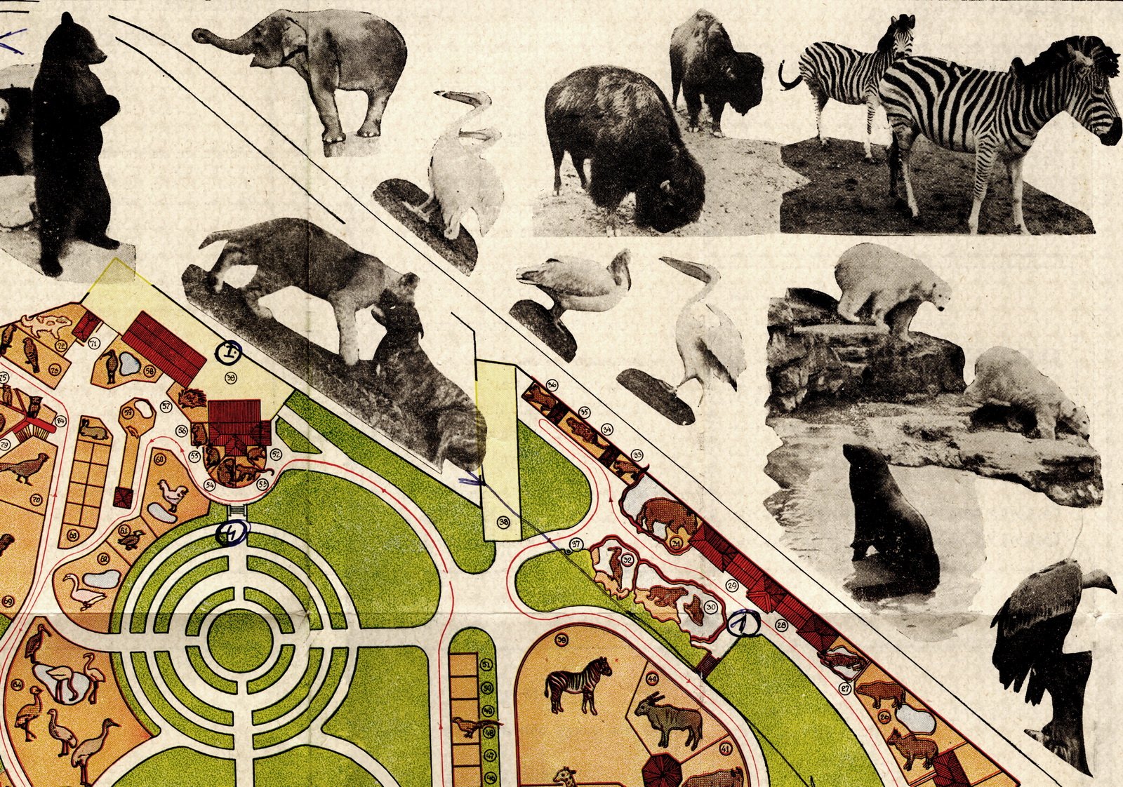 Upper-right corner of the map with photos of animals.
