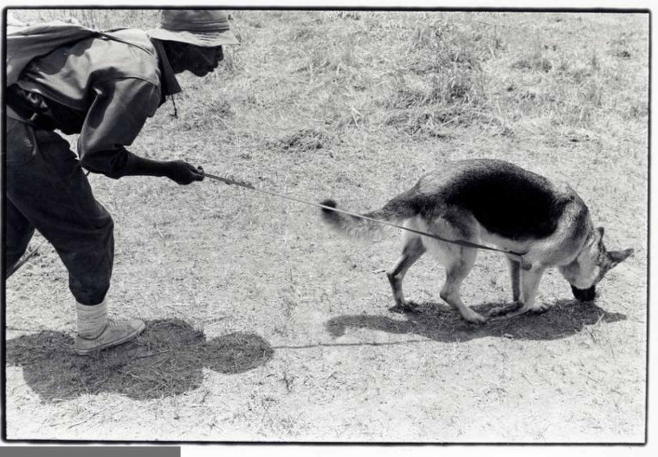 Internationaal Instituut voor Sociale Geschiedenis , Demining with dogs in Mozambique (1993), available here
