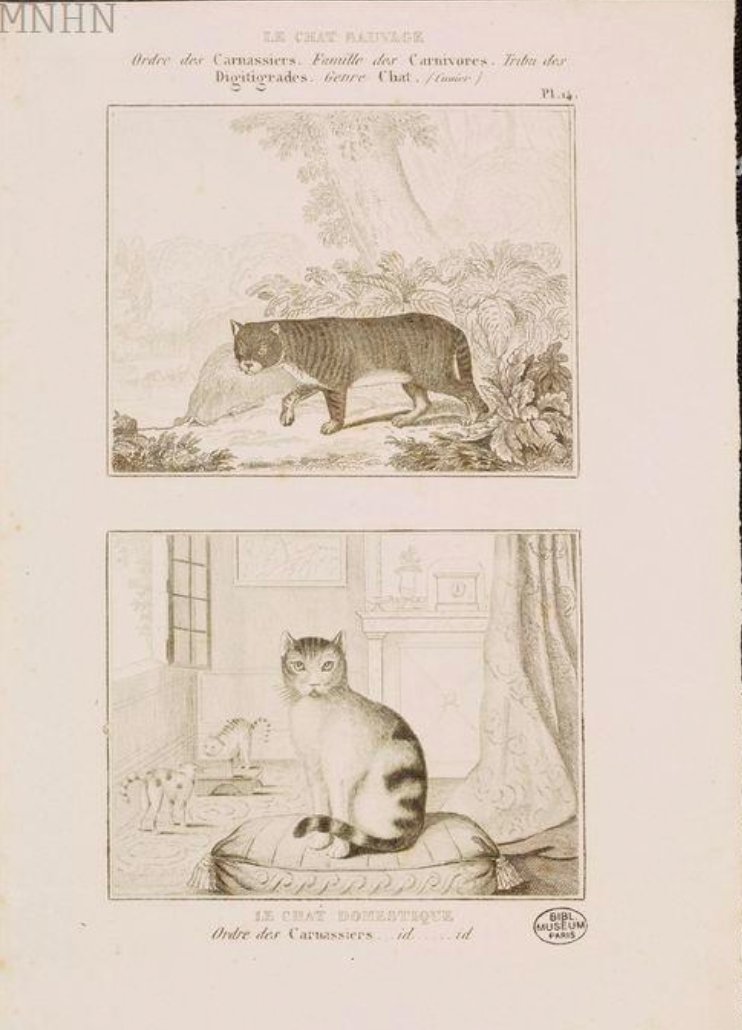 Muséum national d'Histoire naturelle , Le Chat sauvage - Le Chat domestique, domestic cat V wild cat (1835), available here
