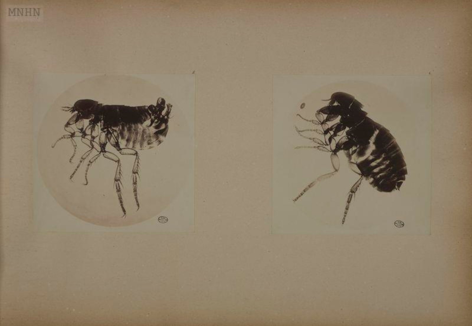 Muséum national d'Histoire naturelle , Puce de chat ?, Cat's flea (1835), available here

